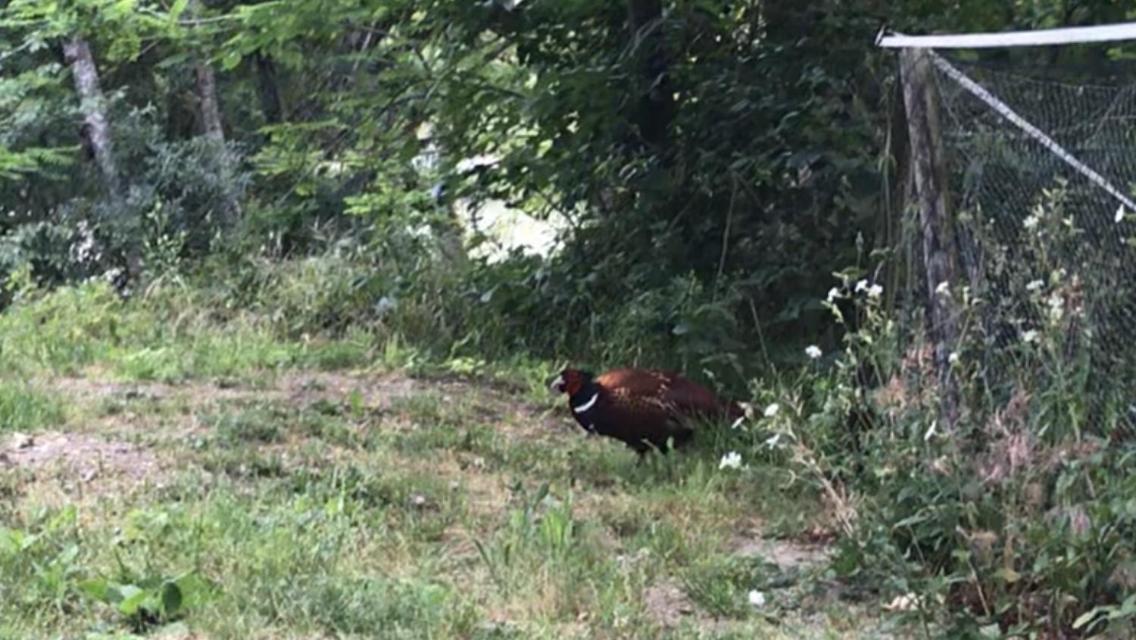 Bus Atypique Au Bord Du Canal Du Midi Et Au Coeur D'Une Foret 2 Chambres Villepinte  Dış mekan fotoğraf