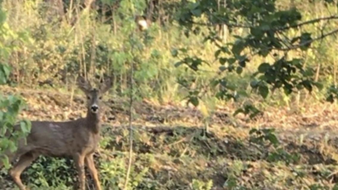 Bus Atypique Au Bord Du Canal Du Midi Et Au Coeur D'Une Foret 2 Chambres Villepinte  Dış mekan fotoğraf
