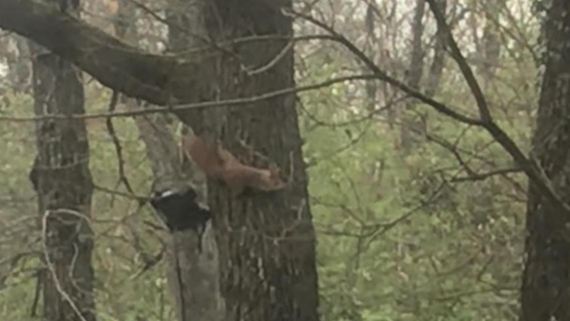Bus Atypique Au Bord Du Canal Du Midi Et Au Coeur D'Une Foret 2 Chambres Villepinte  Dış mekan fotoğraf