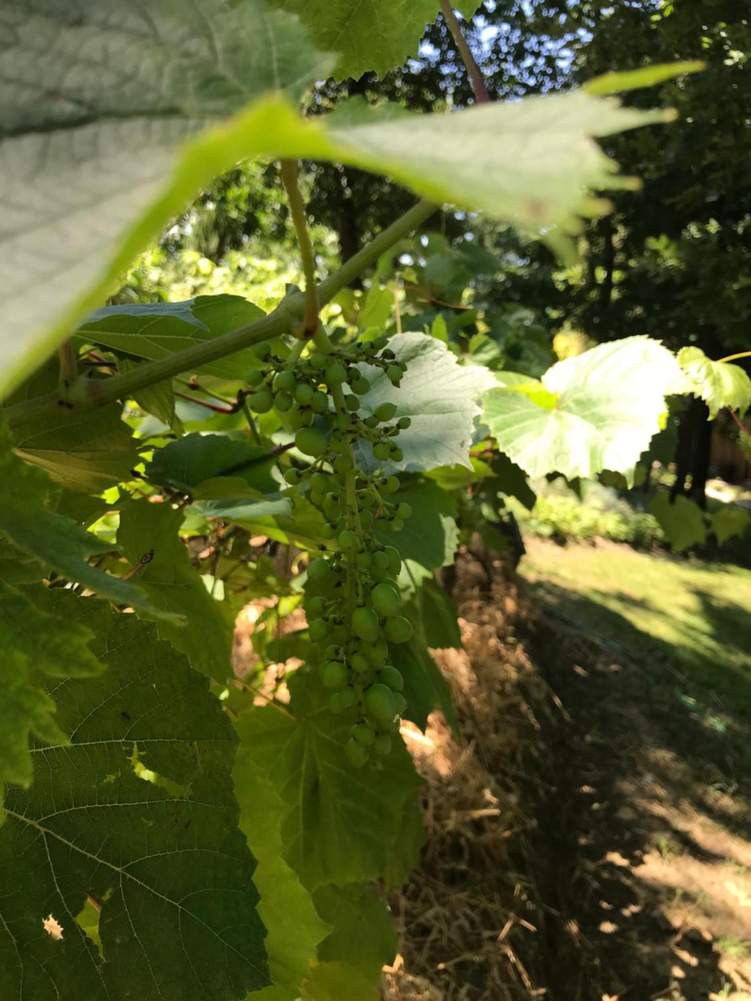 Bus Atypique Au Bord Du Canal Du Midi Et Au Coeur D'Une Foret 2 Chambres Villepinte  Dış mekan fotoğraf